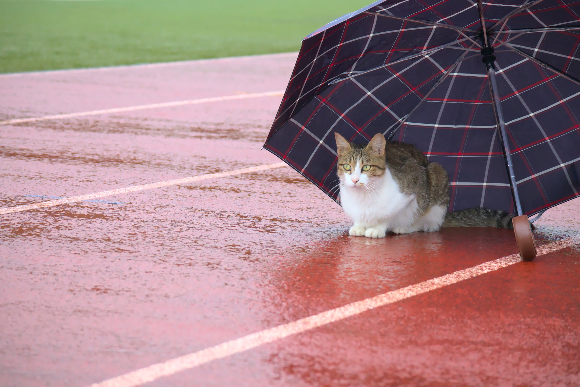 rainCat.jpg